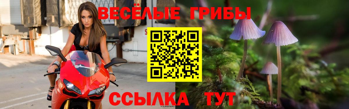 Псилоцибиновые грибы Psilocybe Новомосковск